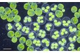 【大阪工業大学】緑藻「サガミボルボックス」新種として正式記載