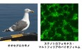 【摂南大学】海を渡るカモメ、薬剤耐性菌も運ぶ可能性
