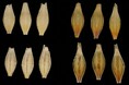 【摂南大学】大麦の硬さに関わる遺伝子を特定