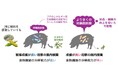【摂南大学】健康な子豚をたくさん産む母豚の腸内細菌叢は食物繊維の分解が得意