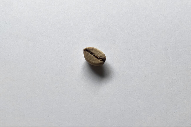 「リベリカ種」はコーヒー豆三大原種のひとつでありながら生産量が非常に少ない。