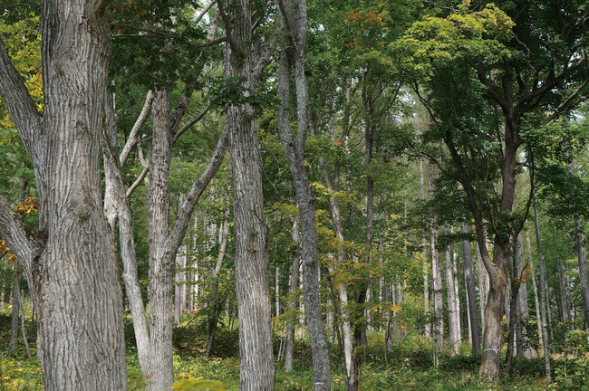 AKIに使われる北海道産ナラの森