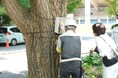 清家愛港区長が、神宮外苑のいちょうの発根状況の確認に立ち会いました