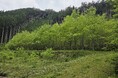 森を大切に育ててきた人の想いが形になった、優しさに包まれた森林レンタルエリアが山口県周南市に誕生!この森を、同じように大切に思ってくれるあなたに。