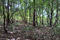 森林レンタルサービス『フォレンタ』、千葉県館山市に新エリア『SOUTH ONE FOREST館山』をオープン!広い空も夜空の星も、海の景色さえも自分の森の一部にできる。