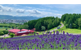 【北海道富良野市】富良野・美瑛ノロッコ号ラストイヤーの夏、駅から先の観光周遊をもっと快適に！