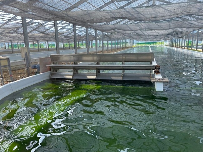 ナンノクロロプシスは 宮城県石巻市牡鹿半島で研究・培養をしている ナンノクロロプシスは 宮城県石巻市牡鹿半島で研究・培養をしている