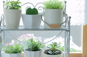 イチゴの栽培方法を大特集している ベランダ 菜園 Com がリニューアル Www Berandasaien Com 諒設計アーキテクトラーニングのプレスリリース