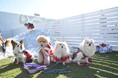 PRやペット支援事業を行う株式会社8-Pが12月21日開催の「にゃんドル☆わんドル サンタと踊ろう」をプロデュース