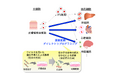 細胞の直接変換過程をシミュレーションで再現、AIで細胞変換を誘導可能な低分子化合物を予測
