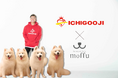 「サモエドカフェmoffu原宿」コラボ第1弾!福井大人気いちごICHIGOOJIの「Dr.Berry」無料配布🍓🐶