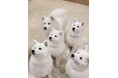 サモエド好き必見!原宿「Samoyed lounge moffu」が「サモエドカフェmoffu」にリニューアル!愛らしいサモエドと癒しのひとときを