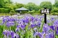 やまと花ごよみ2025「にぎわいマルシェin馬見花菖蒲」を開催します!