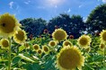 やまと花ごよみ2025「あおぞらマルシェin馬見ひまわり」開催!