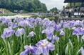 やまと花ごよみ202６「にぎわいマルシェin馬見花菖蒲」を開催します！