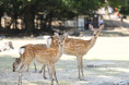 奈良公園の価値を未来へ　ふるさと納税型クラウドファンディングを実施します！