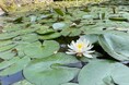 新緑に包まれた美術館で、モネの《睡蓮》と民藝の名品をたのしむ