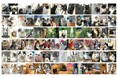お気に入りの一枚に投票。大佛次郎×ねこ写真展2025