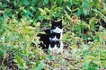 猫好きさんの写真を、お待ちしています