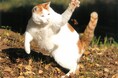大佛次郎×ねこ写真展2027 作品募集！！