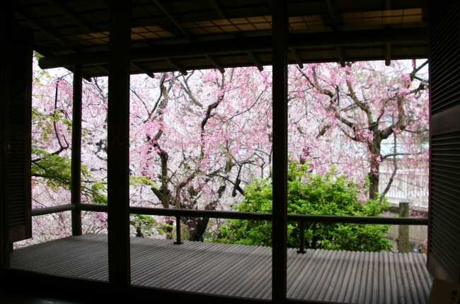 月見台からみた、枝垂桜とソメイヨシノ