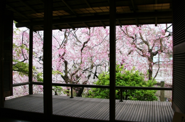 大佛次郎記念館　和室　月見台からみた、枝垂桜とソメイヨシノ 