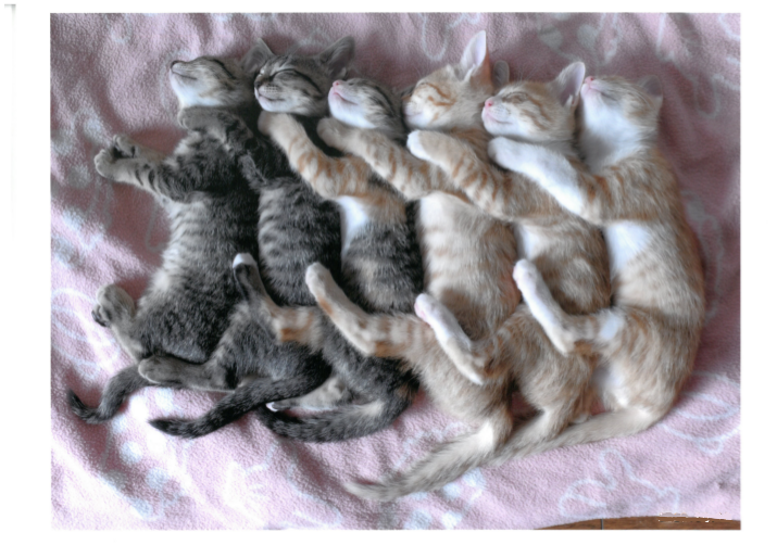 猫好きさん、集まれ!!「大佛次郎×ねこ写真展2020」