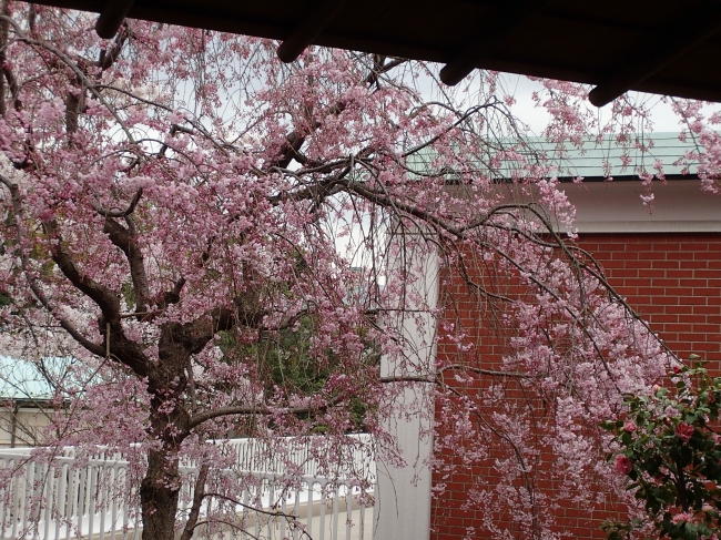 大佛次郎記念館の桜