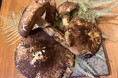 【和食 福助】復活!地元三田産松茸を贅沢に使用した蕎麦、通常価格2.480円が半額の1.240円で提供いたします。11月8日(金)から3日間限定!
