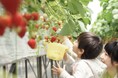 【福助ファーム】6種類のいちごを食べ比べ！地域最大級の農場で始まった、三田の贅沢いちご狩り。