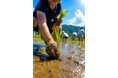 【福助ファーム：三田市】6月7日(日) 開催！“お米ってこうやってできるんだ！”親子で学ぶ、泥んこ農業体験＋食育イベント