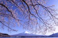 富士山×桜×河口湖!富士山×ラベンダー×河口湖!富士河口湖町での春夏イベントの詳細をお知らせします。