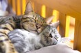 日常のキャットフード購入が保護猫の支援に。「Dr.IDEA」猫のしあわせ応援キャンペーンで52万9,170円を日本動物愛護協会へ寄付