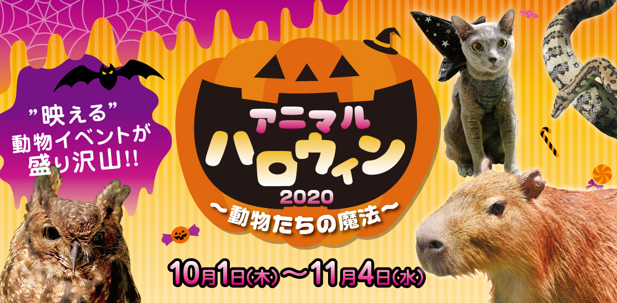 アニマルハロウィン 動物たちの魔法 10月1日 木 からスタート 株式会社セガグループのプレスリリース