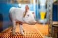 スペイン産豚肉の対日輸出が6億4,800万ユーロに達成!さらなる成長に向け新たな消費者向けプロモーションとガイドの発行へ