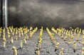 高麗人参のスプラウトを水耕栽培にて四国から発売!!