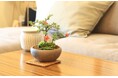【阪急うめだ本店】ミニ盆栽に癒されて「BONSAI LIFE~毎日に、ときめきを~」