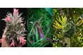 【阪急うめだ本店】「阪急 植物博覧会」6月24日(水)より初開催！国内屈指の10店舗や、熱帯植物界のツートップによるスペシャルトークショーも