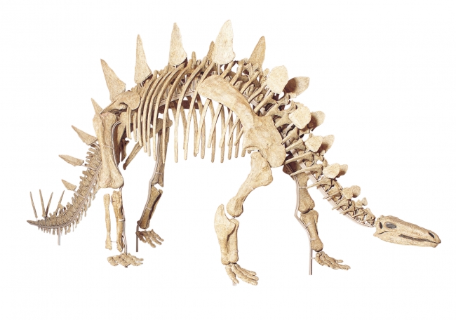 トゥオジャンゴサウルス・マルチスピナス骨格標本（全長６メートル）