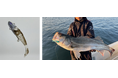 大好きな海と釣りを未来につなげる 今を知らんぷりしない挑戦 東京海洋大学と共同開発 96%水の次世代ルアー