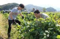 農業の人手不足に一手、10月15日、丹波篠山黒枝豆の収穫作業を、ANAグループボランティア、55名らとともに