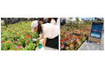 「全国都市緑化かわさきフェア」富士見公園会場にて子どもたちと花の植付けイベントを実施