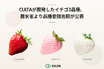 CULTAが開発したイチゴ3品種、農水省より品種登録出願が公表