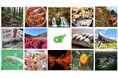 絶景紅葉スポットや食欲の秋に味わいたいグルメが満載!行楽シーズンに楽しみたい!三重の秋情報