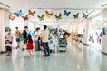 子どもたちの自然への探究心を育む蝶の個展「むし展〜かわひらこ〜」開催レポート。和歌山県最大規模の蝶展に予想上回る約1,000人が来場!