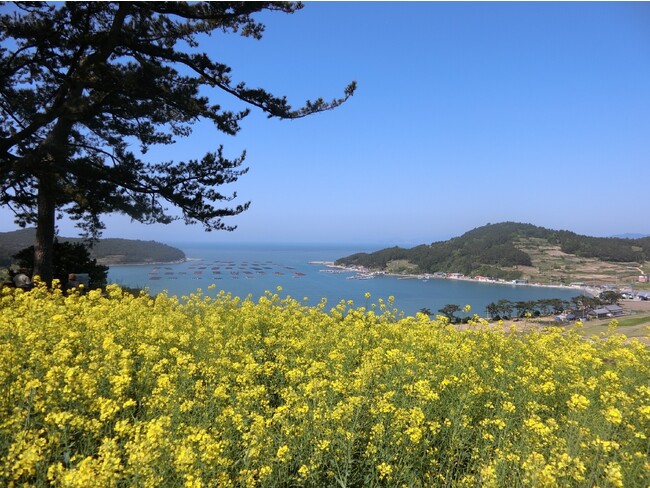 『春のワルツ』の舞台・全羅南道の青山島