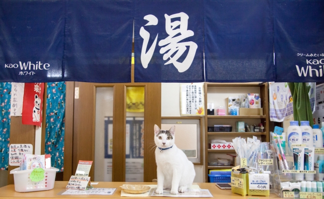 人気の猫銭湯