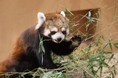 【9/21(土)は「国際レッサーパンダデー】レッサーパンダの聖地・日本平動物園で9月7日(土)からその生態や魅力に触れるイベント「国際レッサーパンダデー2024」開催