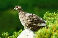 火打山のライチョウ保全活動を報告