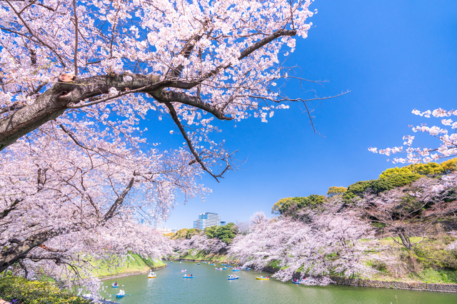 千代田区　千鳥ヶ淵の桜